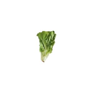 Escarole Lettuce