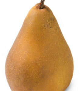 Bosc Pear