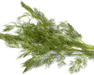 Dill Weed - 1 Bunch