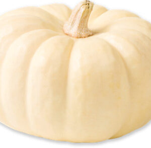 White Mini Pumpkins - Each