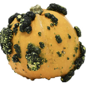 Bumpy Pumpkin - Each