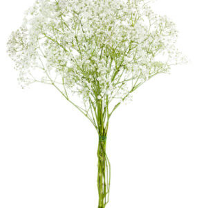 Babys Breath Gypsophila Million Star - Each