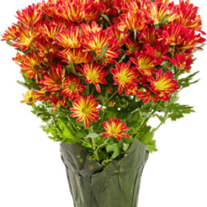 Mum Pelee  6.5 Inch - Each