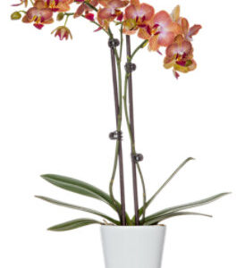 Orchid in Ceramic Pot 3 Inch - Each