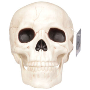 Seasons Plastic Skull with Moveable Jaw - Each