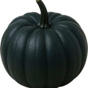 Noche Ornamental Pumpkin - Each